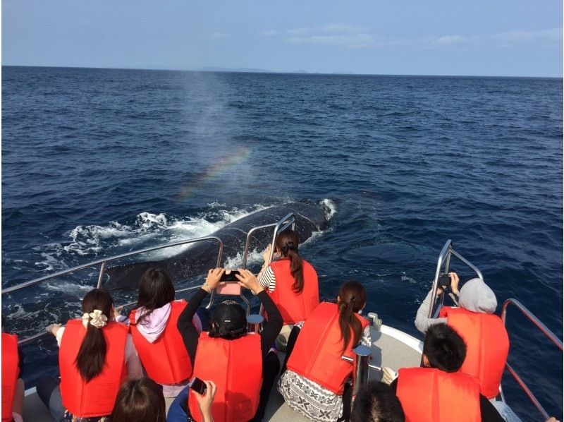  [Okinawa Naha] Whale watching ♪ 1 person 1 seat guaranteed with 3-piece set! (limited time)