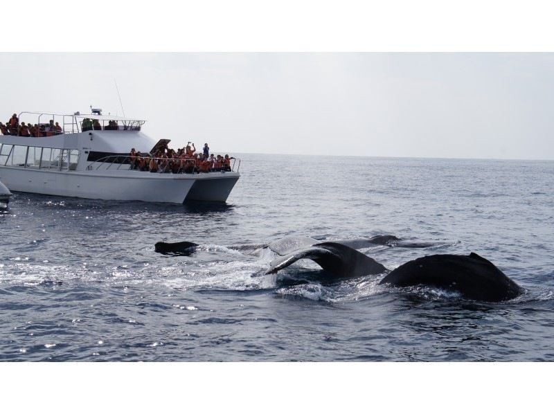 Comes with a comfortable cruise 3-piece set! [Departing from Naha] Whale watching ♪ 1 person 1 seat guaranteed ☆ With full refund compensation (limited time) ☆の紹介画像