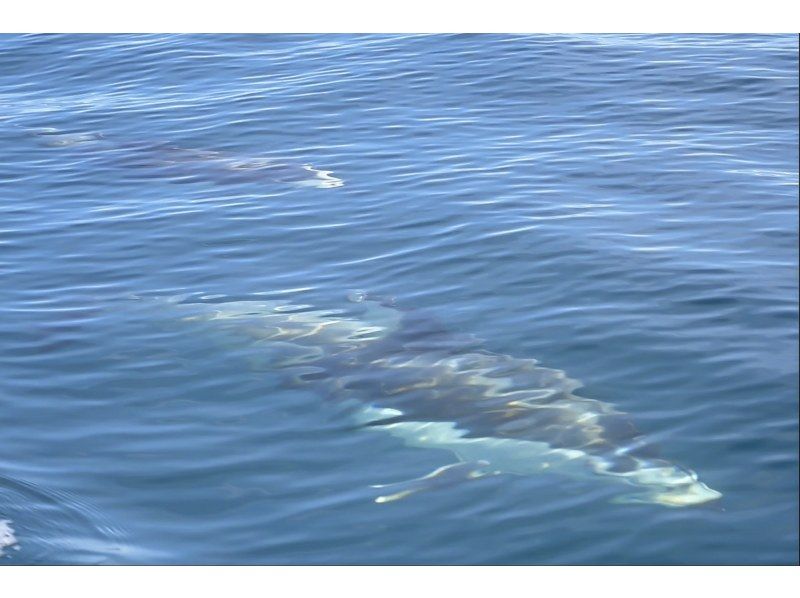 Hakodate Blue Cave small boat tour group of dolphins