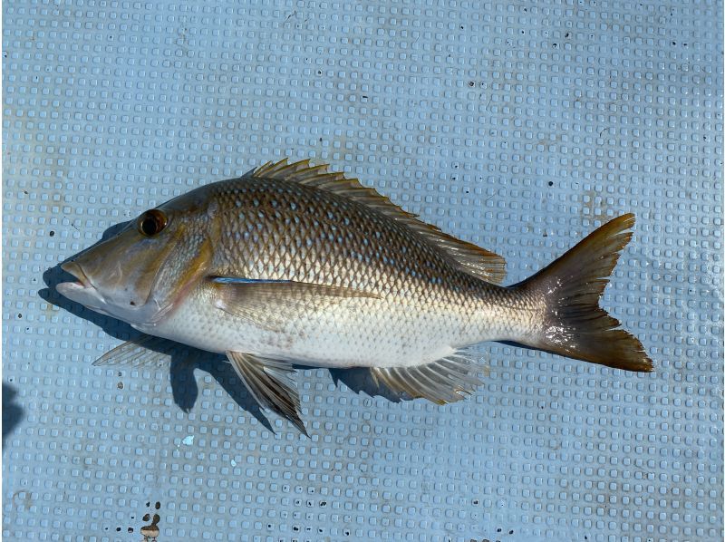 釣り船一日チャーター！プランは自由自在！家族と恋人と友人と気ままに釣りを楽しもう！【一日コース】の紹介画像