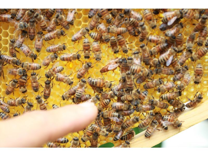 【沖縄・北部】子供から大人まで楽しめる！ミツバチ体験の紹介画像