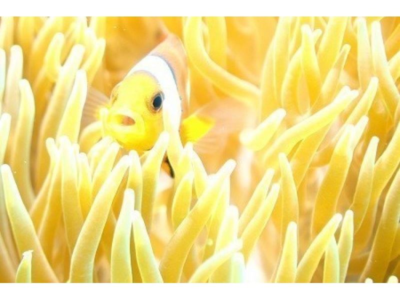 【北谷町】完全貸切・サンゴ礁のお花畑体験ダイビング♪水中撮影・餌やりサービス付き！スプリングセール実施中の紹介画像
