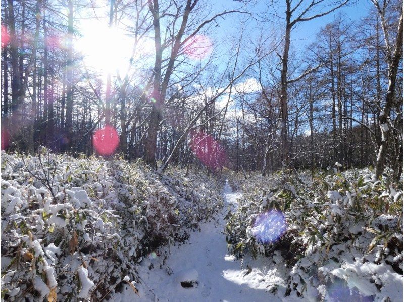 [Tochigi Prefecture/Nikko] Beginners and families OK Winter forest trekking Okunikko Senjogaharaの紹介画像