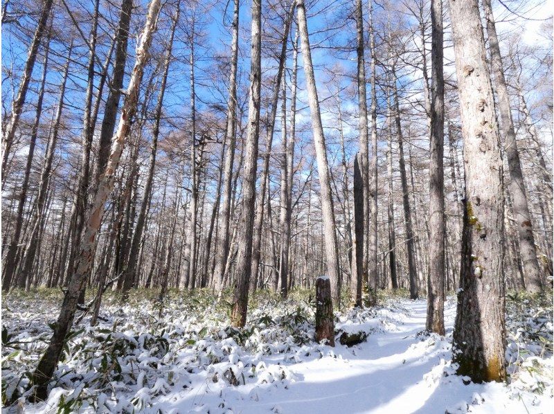 [Tochigi Prefecture/Nikko] Beginners and families OK Winter forest trekking Okunikko Senjogaharaの紹介画像