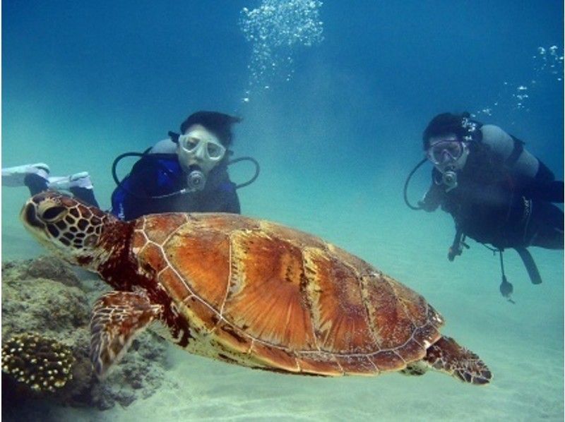 鹿児島 屋久島 ウミガメと一緒に体験ダイビング 半日コース ライセンス不要 アクティビティジャパン