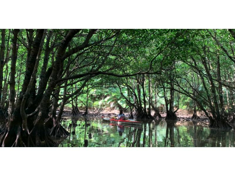 [沖繩/西表島]半日仲間川獨木舟之旅|紅樹林|獨木舟體驗！ （下午場）の紹介画像