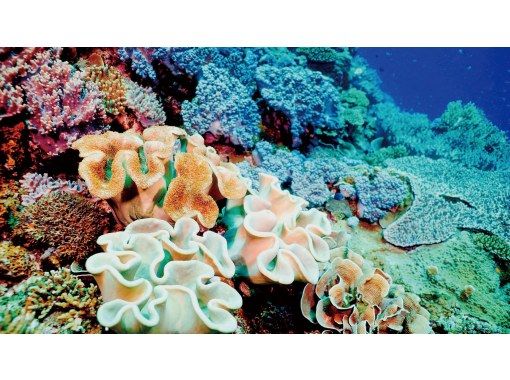 【那覇泊港発】水中観光船(グラスボート)ブルーカーボンクルーズ 【那覇泊港発】水中観光船(グラスボート)ブルーカーボンクルーズ