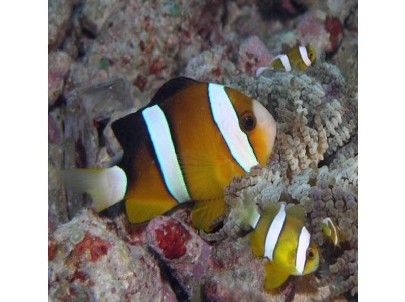 【那覇泊港発】水中観光船（グラスボート）ブルーカーボンクルーズの紹介画像