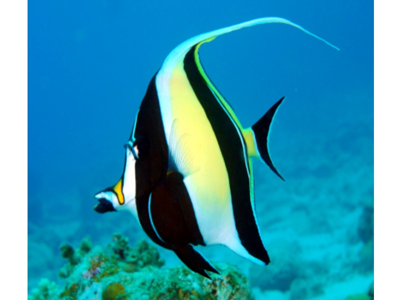 【那覇泊港発】水中観光船（グラスボート）ブルーカーボンクルーズの紹介画像