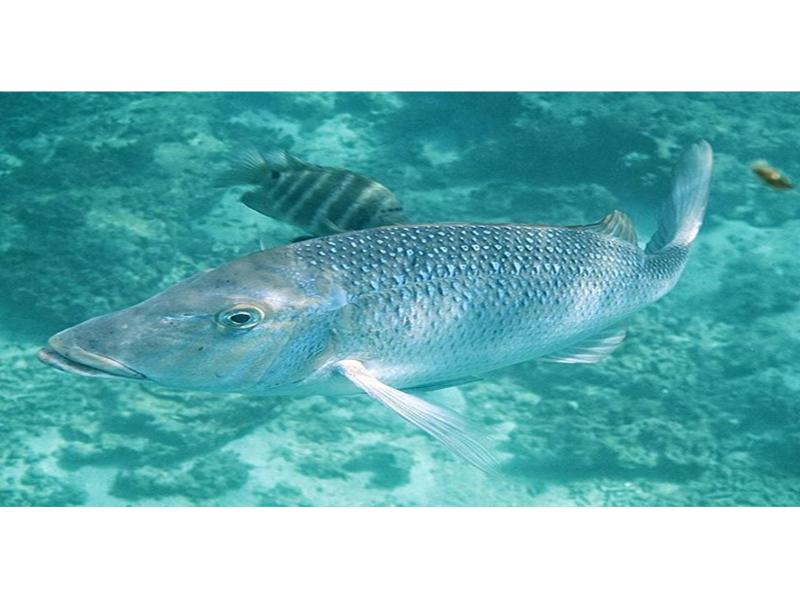 【那覇泊港発】水中観光船（グラスボート）ブルーカーボンクルーズの紹介画像