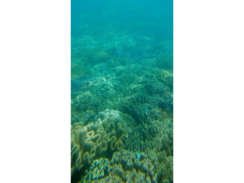 【那覇泊港発】水中観光船（グラスボート）ブルーカーボンクルーズの紹介画像