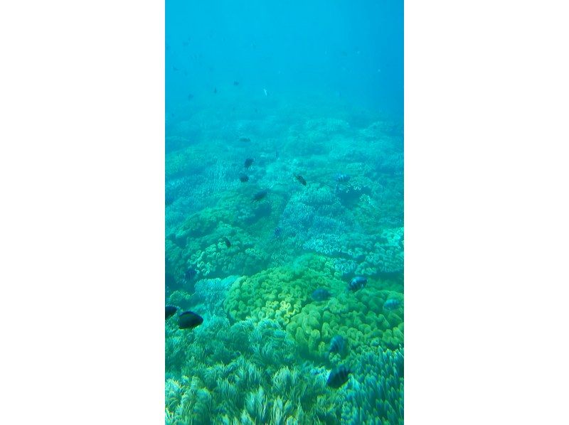 【那覇泊港発】水中観光船（グラスボート）ブルーカーボンクルーズの紹介画像