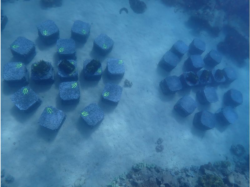 【那覇泊港発】水中観光船（グラスボート）ブルーカーボンクルーズの紹介画像