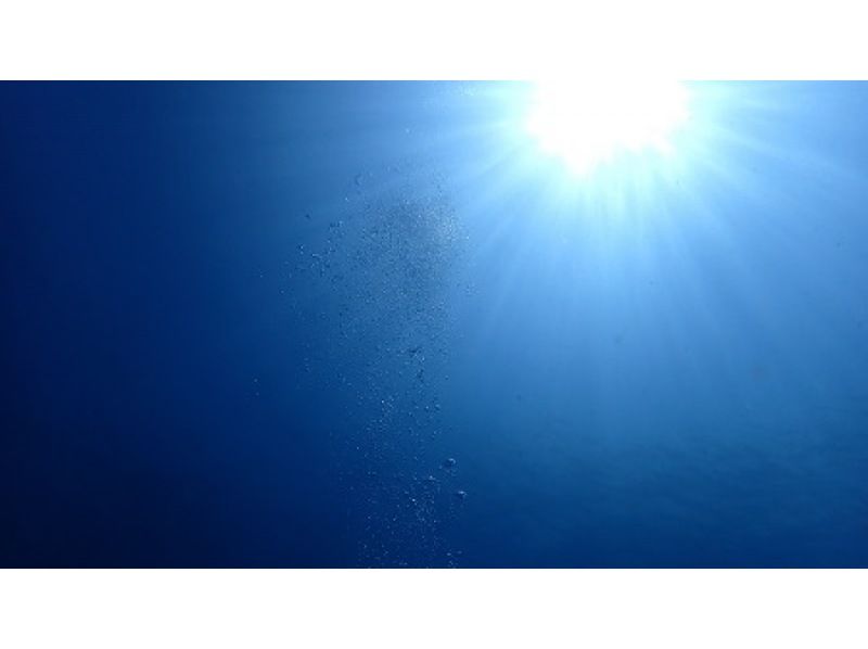 【横浜発】【西伊豆・大瀬崎】まずは体験ダイビングで水中世界を体験してみたいお客様におすすめ！体験ダイビングプランの紹介画像