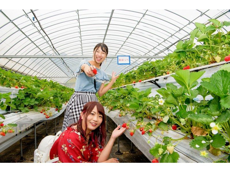 Strawberry picking clothes (ladies)