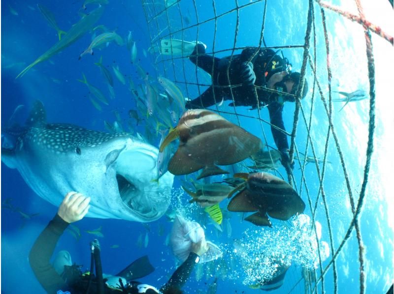 蓝洞+鲸鲨船体验潜水套装【Gopro9】给你美好回忆照片、视频、免费喂食！春季特卖进行中の紹介画像