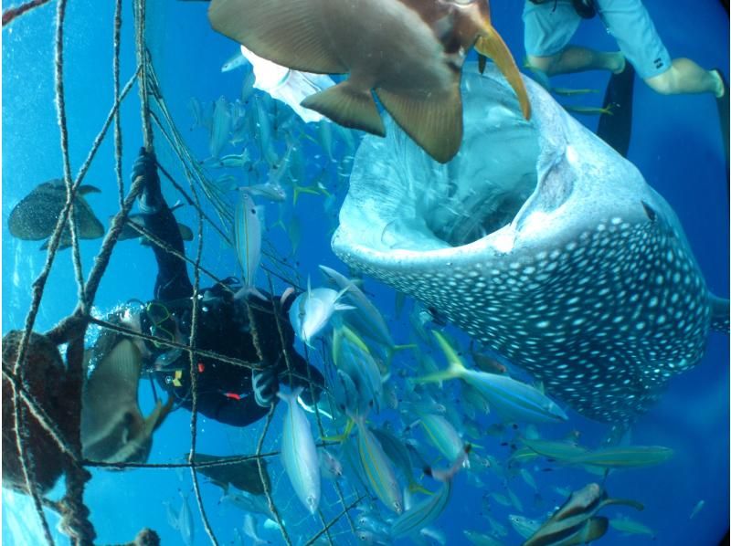 푸른 동굴 + 고래 상어 보트 체험 다이빙 세트 [Gopro9]에서 큰 박력의 추억 사진 · 동영상 & 먹이 무료! 스프링 세일 실시 중の紹介画像