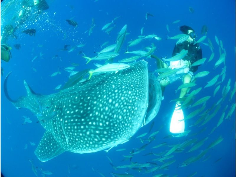 藍洞+鯨鯊船體驗潛水套裝【Gopro9】給你美好回憶照片、影片、免費餵食！春季特賣會進行中の紹介画像
