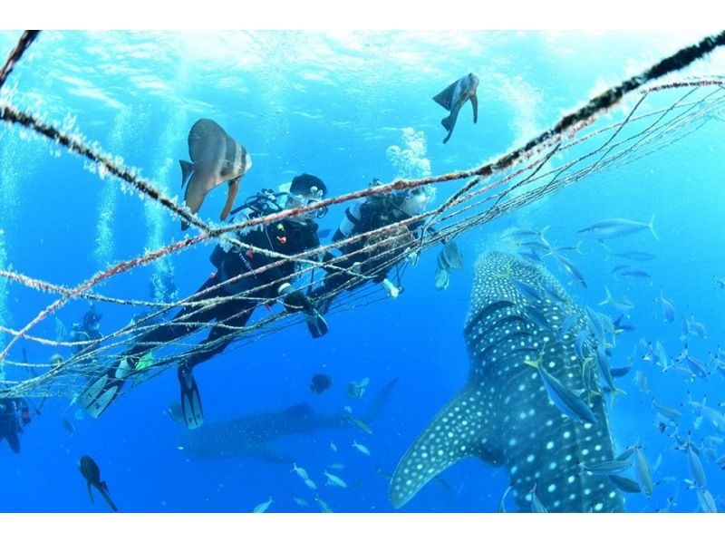 藍洞+鯨鯊船體驗潛水套裝【Gopro9】給你美好回憶照片、影片、免費餵食！春季特賣會進行中の紹介画像