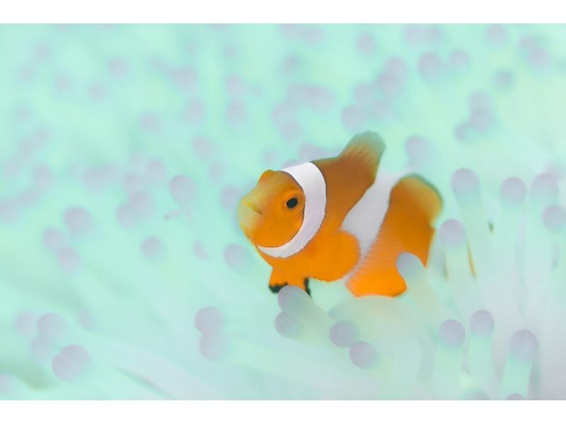 【沖縄・宮古島】【1組貸切】Insta360AcePro2写真＆動画プレゼント!絶景ビーチで体験ダイビング！２時間コース（１ダイブ）の紹介画像