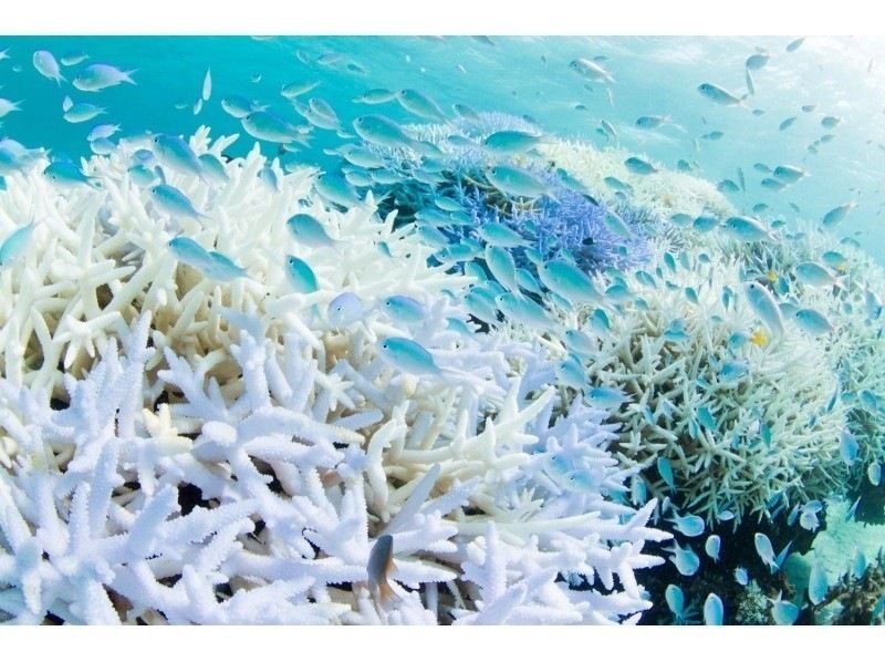 【沖縄・宮古島】【1組貸切】Insta360AcePro2写真＆動画プレゼント!絶景ビーチで体験ダイビング！２時間コース（１ダイブ）の紹介画像