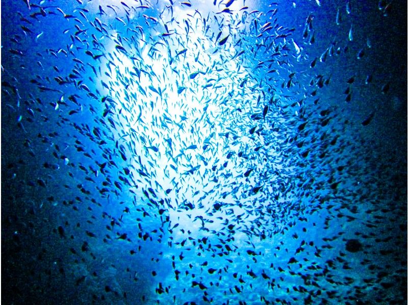  [ 오키나와 파랑의 동굴] 귀여운 물고기와 푸른 동굴 스노클링! 사진 무제한 & 먹이 부착과 별의 모래도 선물 の紹介画像