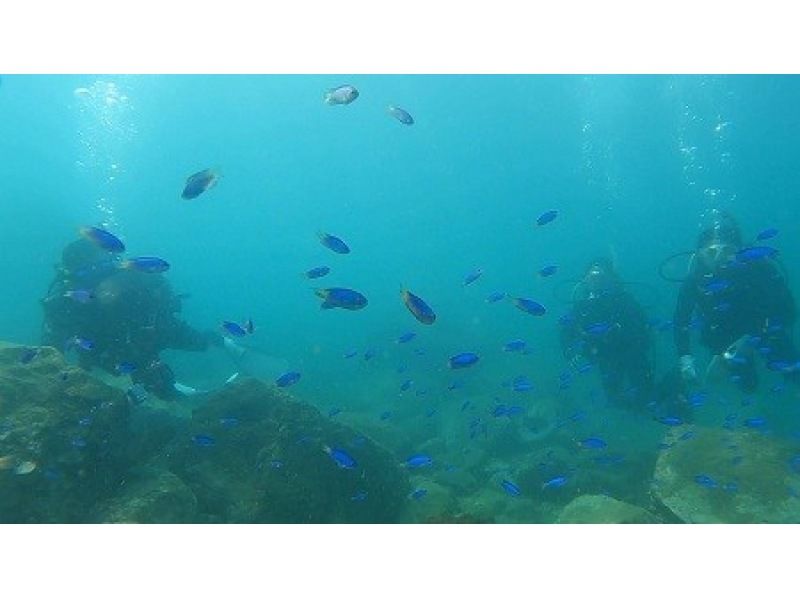 [Kumamoto / Amakusa] Easy scuba diving experience for 2 days and 1 night! Enjoy the seafood and live seafood and experience the first dive! Beginners and women are also very satisfied!の紹介画像
