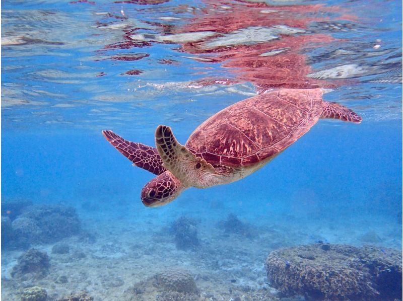 那覇からのアクセスも抜群！本島・南部(ジョン万ビーチ)で1組様限定の完全プライベートシュノーケリングツアー♪の紹介画像