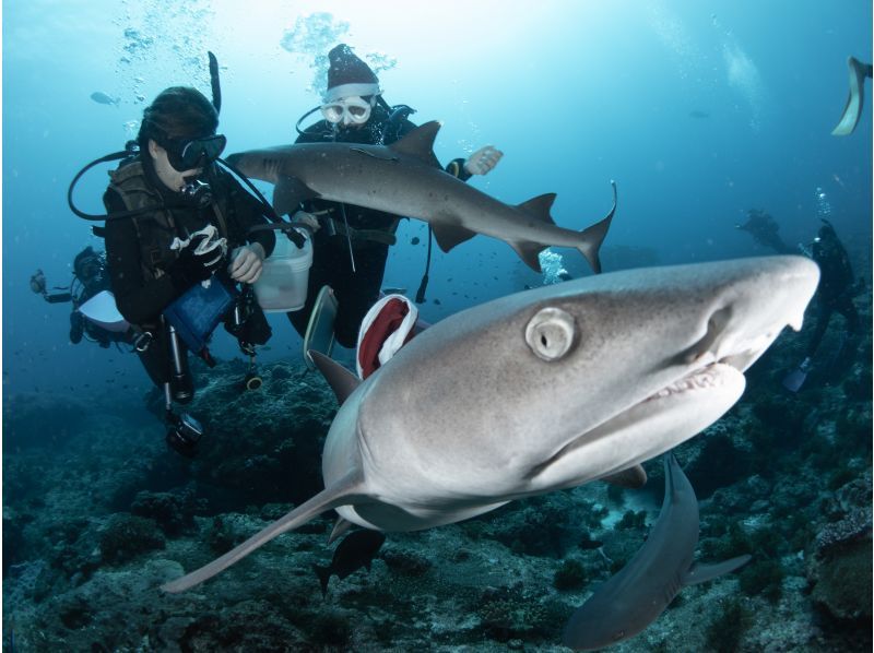 【沖縄／那覇発・慶良間諸島】初級ドリフト・ファンダイビング☆大物、魚群狙いのオールドリフトの紹介画像