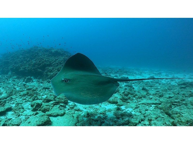 【沖縄／那覇発・慶良間諸島】初級ドリフト・ファンダイビング☆大物、魚群狙いのオールドリフトの紹介画像