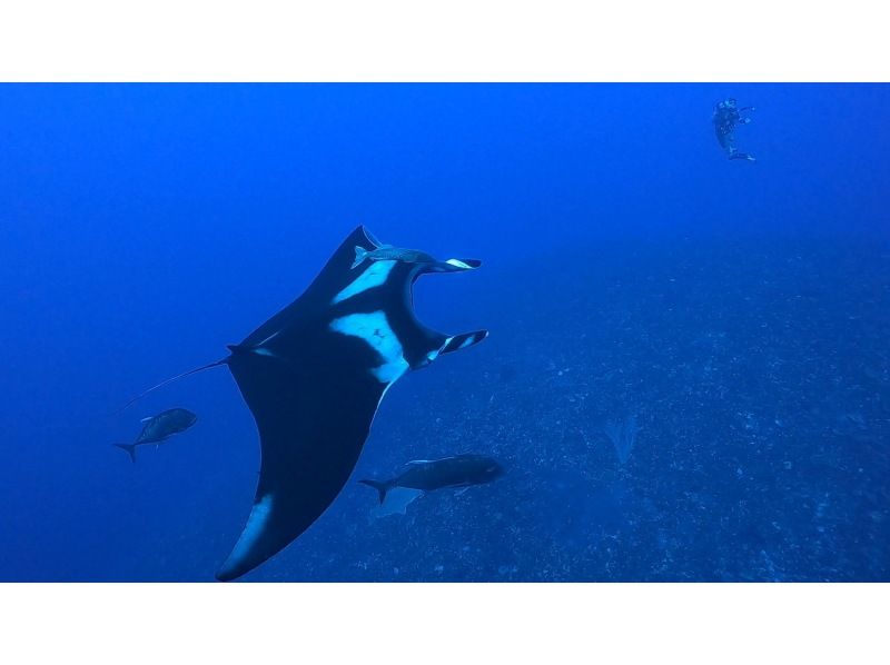 【沖縄／那覇発・慶良間諸島】中・上級者限定・ファンダイビング☆大物、魚群狙いのオールドリフトの紹介画像