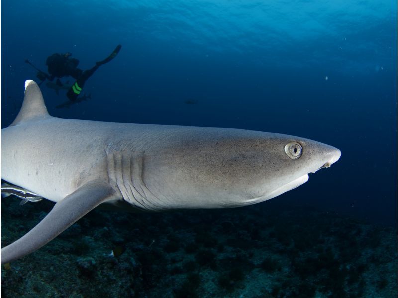 【沖縄／那覇発・慶良間諸島】初級ドリフト・ファンダイビング☆大物、魚群狙いのオールドリフトの紹介画像