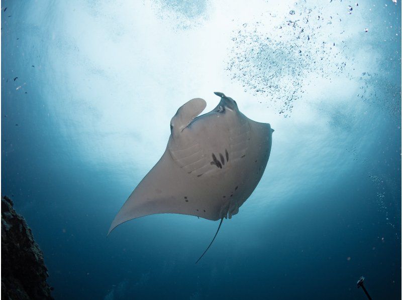 【沖縄／那覇発・慶良間諸島】初級ドリフト・ファンダイビング☆大物、魚群狙いのオールドリフトの紹介画像