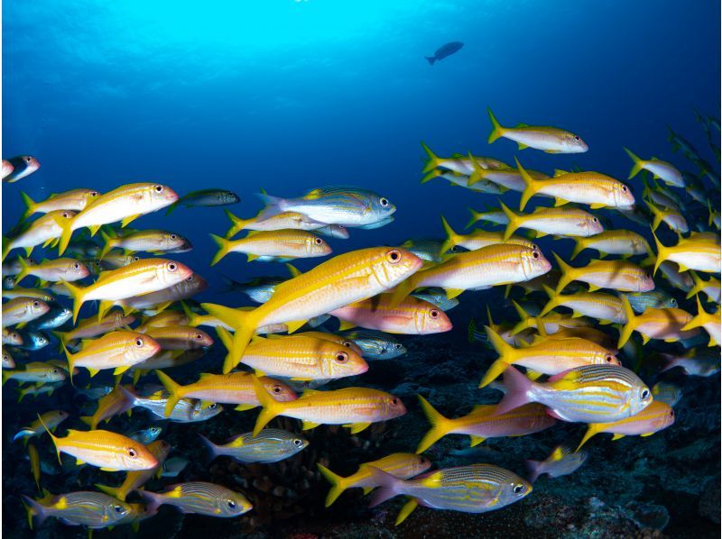 【沖縄／那覇発・慶良間諸島】中・上級者限定・ファンダイビング☆大物、魚群狙いのオールドリフトの紹介画像