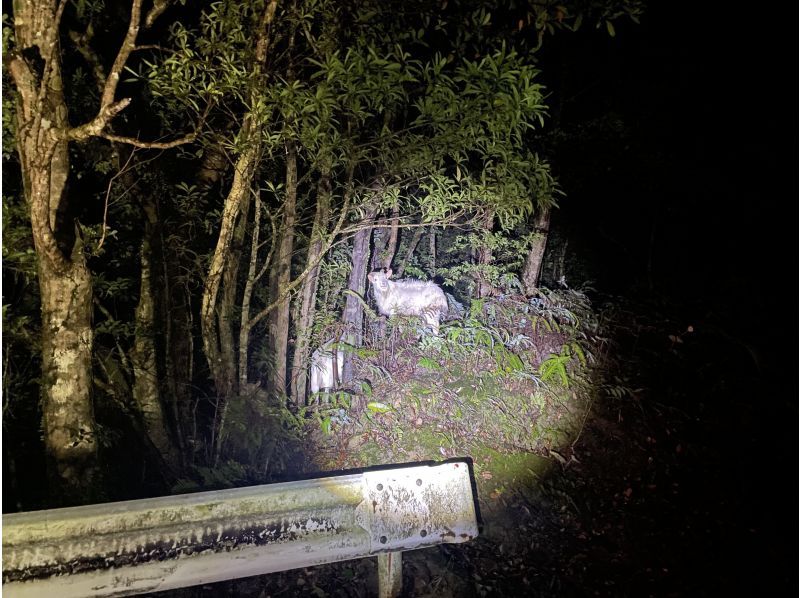 奄美大島【当日予約可能】マングローブカヌー＆ナイトツアー(180分)★ガイド付★【口コミ投稿で撮影データ無料】☆お1人様もお任せ下さい☆の紹介画像