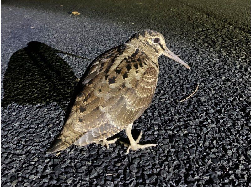 奄美大島【当日予約可能】マングローブカヌー＆ナイトツアー(180分)★ガイド付★【口コミ投稿で撮影データ無料】☆お1人様もお任せ下さい☆の紹介画像