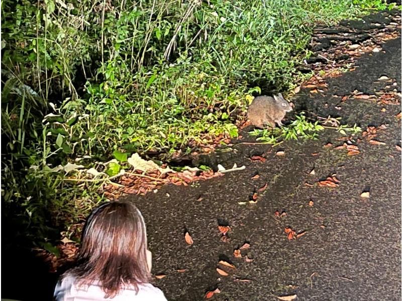 奄美大島【当日予約可能】マングローブカヌー＆ナイトツアー(180分)★ガイド付★【口コミ投稿で撮影データ無料】☆お1人様もお任せ下さい☆の紹介画像