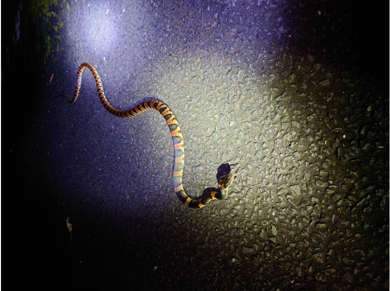 奄美大島【当日予約可能】マングローブカヌー＆ナイトツアー(180分)★ガイド付★【口コミ投稿で撮影データ無料】☆お1人様もお任せ下さい☆の紹介画像