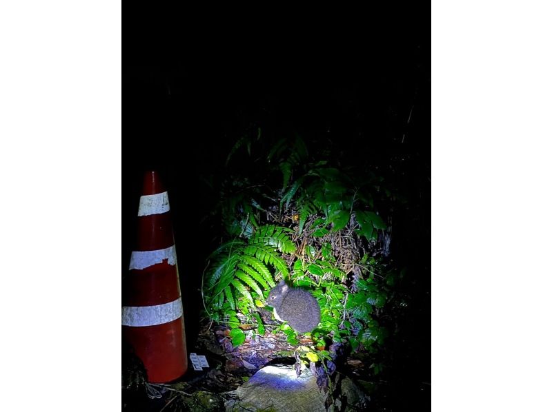 奄美大島【当日予約可能】マングローブカヌー＆ナイトツアー(180分)★ガイド付★【口コミ投稿で撮影データ無料】☆お1人様もお任せ下さい☆の紹介画像