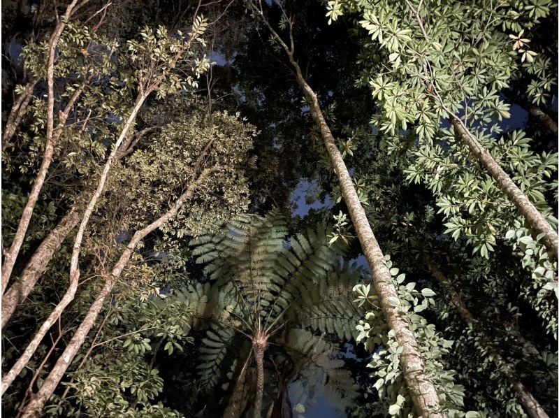 奄美大島【当日予約可能】マングローブカヌー＆ナイトツアー(180分)★ガイド付★【口コミ投稿で撮影データ無料】☆お1人様もお任せ下さい☆の紹介画像