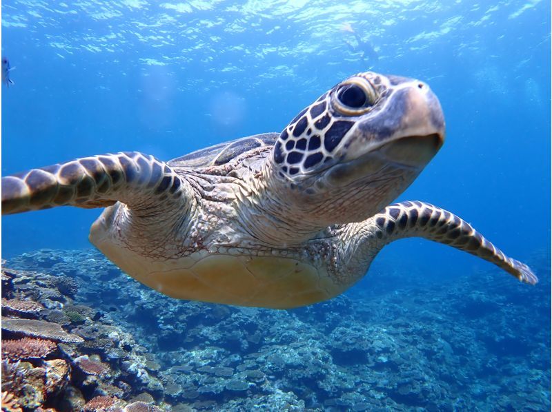 石垣島潛水評論和推薦商店 2 Dive Tour Sea Turtle Coral Reef ALOALO LEISURE Ishigaki