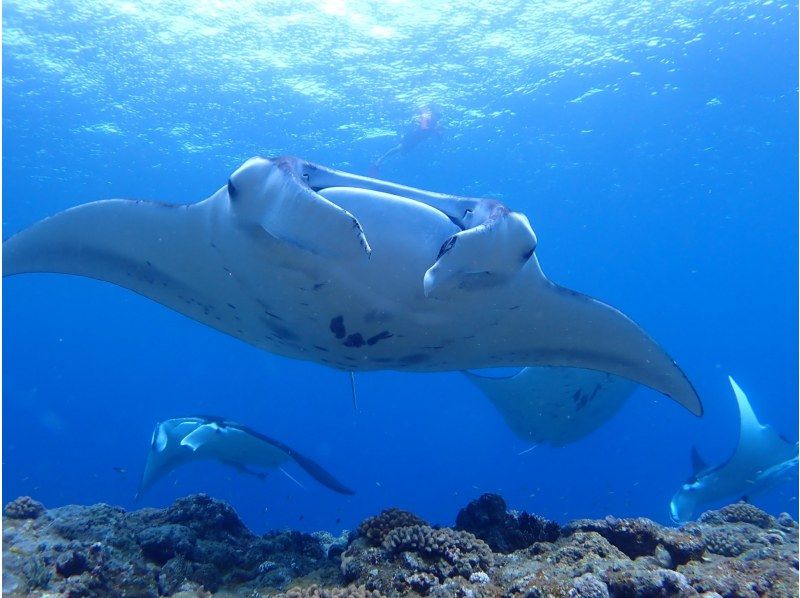 石垣島推薦的潛水商店清單和熱門旅遊排名