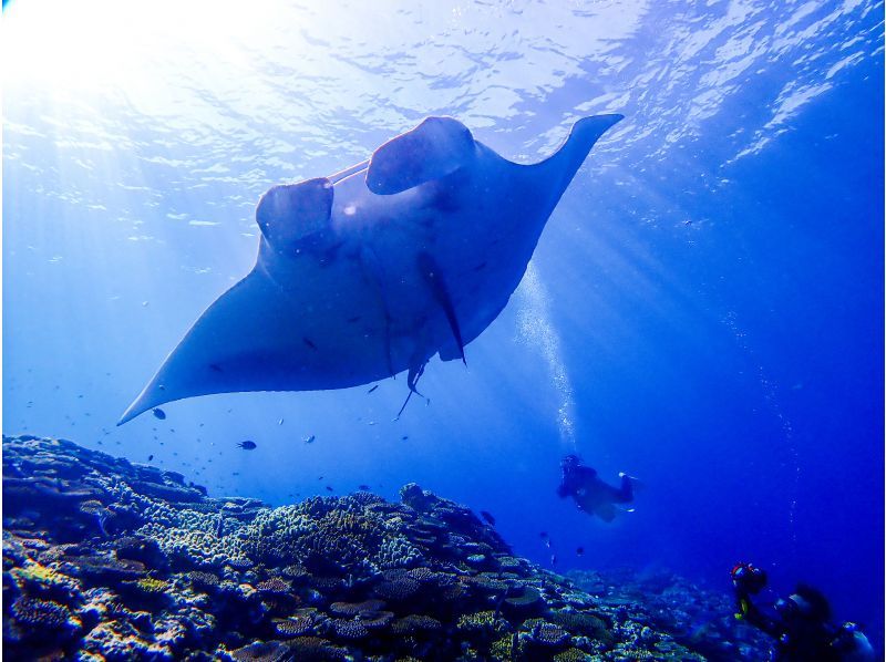 石垣島潛水評論和推薦商店 需要高級許可證 趣味潛水 蝠鱝珊瑚礁 ALOALO