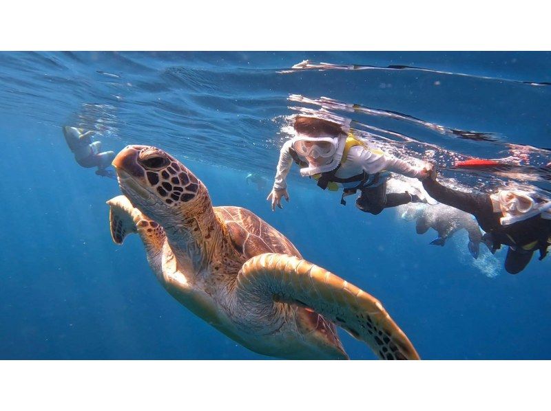 [Last year, the rate of encounters with sea turtles was 100%] Blue cave exploration and sea turtle snorkeling [No need to be able to swim! We provide support for children and the elderly!] Free photo data!の紹介画像