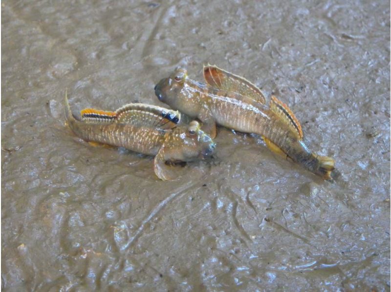 【4名様以上のご参加でお得に！】マングローブカヤック《当日予約OK・2歳参加可・撮影データ無料・ｽﾏﾎｹｰｽ貸出・温水シャワー》の紹介画像