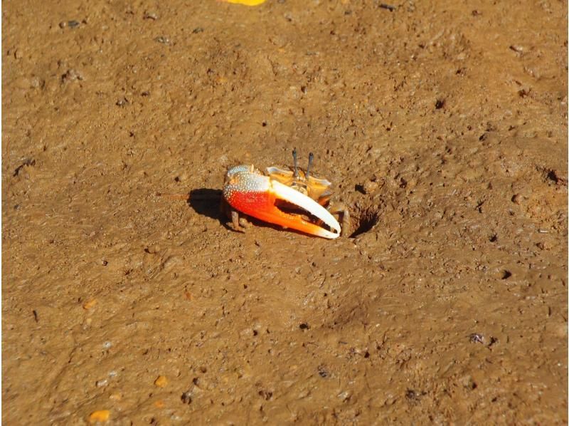 【4名様以上のご参加でお得に！】マングローブカヤック《当日予約OK・2歳参加可・撮影データ無料・ｽﾏﾎｹｰｽ貸出・温水シャワー》の紹介画像