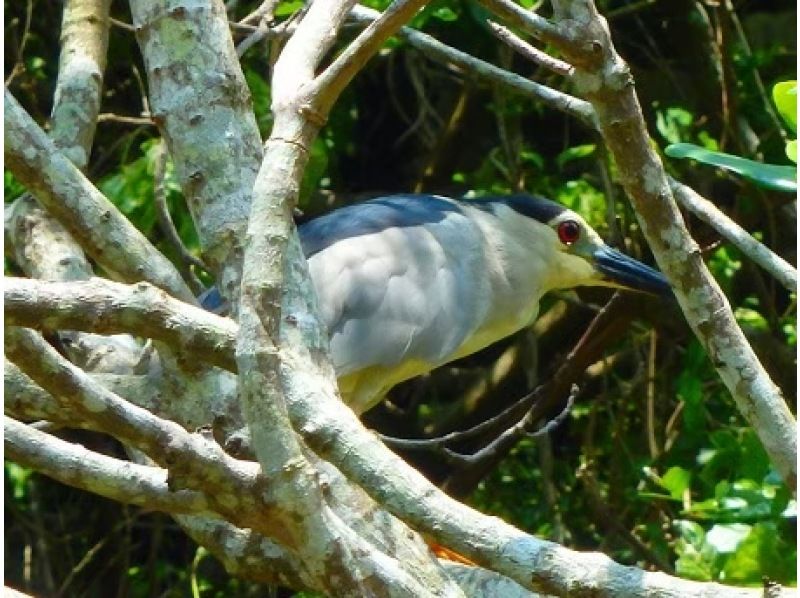 【4名様以上のご参加でお得に！】マングローブカヤック《当日予約OK・2歳参加可・撮影データ無料・ｽﾏﾎｹｰｽ貸出・温水シャワー》の紹介画像