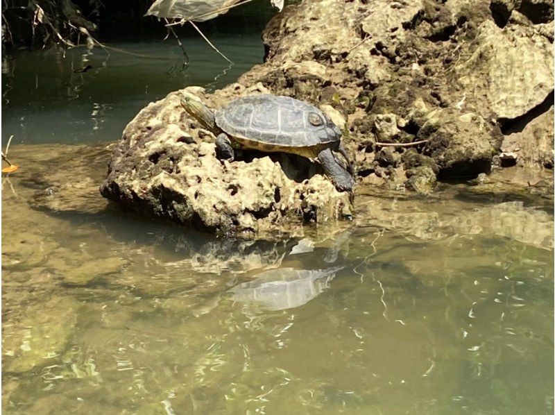 【家庭優惠：1名兒童免費半價！ ] 2歲以上◎紅樹林獨木舟《可以當天預約、免費拍攝數據、租借手機殼、熱水淋浴》の紹介画像