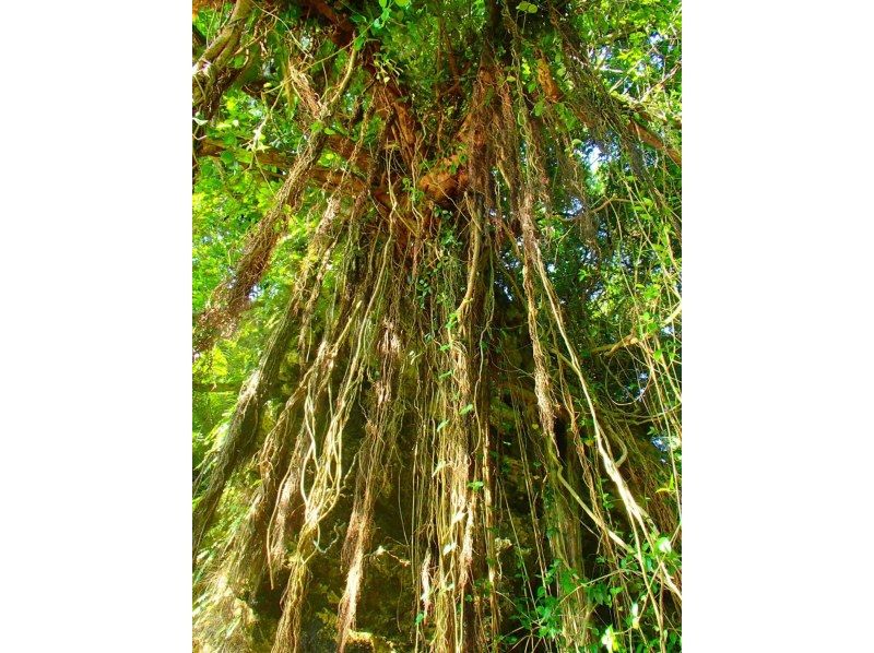 1名儿童免费半价！ 6岁以上◎红树林SUP♪《免费拍摄数据、免费租借智能手机壳、提供热水淋浴》の紹介画像