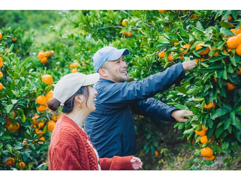 Feel free to enjoy mandarin orange picking!